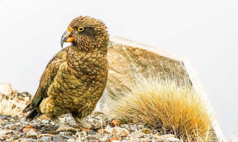  The Birds of Mt Hutt & How We Protect Them