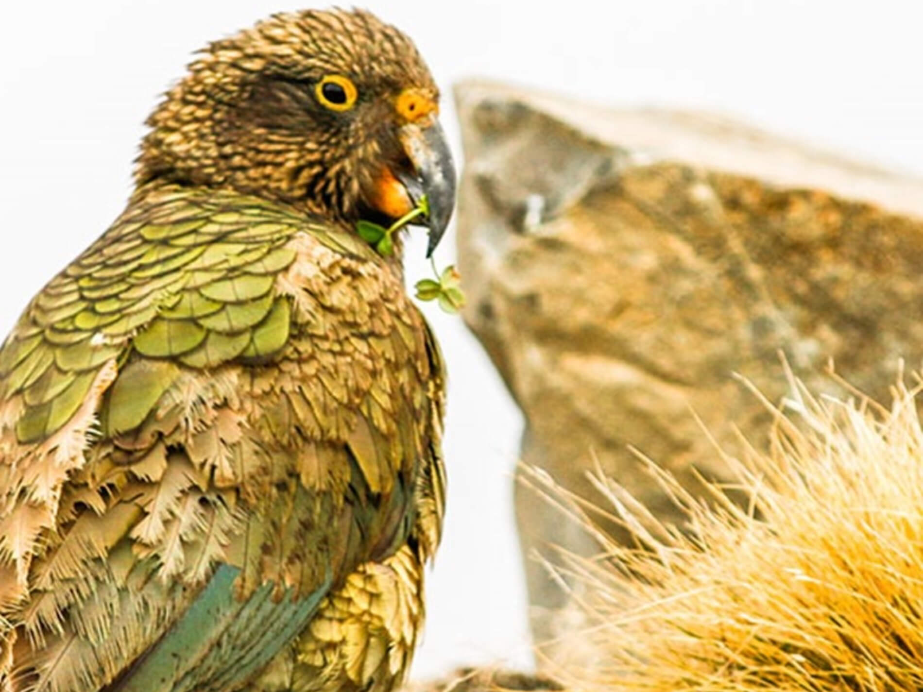Close-up of a Kea parrot holding a green leaf in its beak, with detailed brown and green feathers visible.