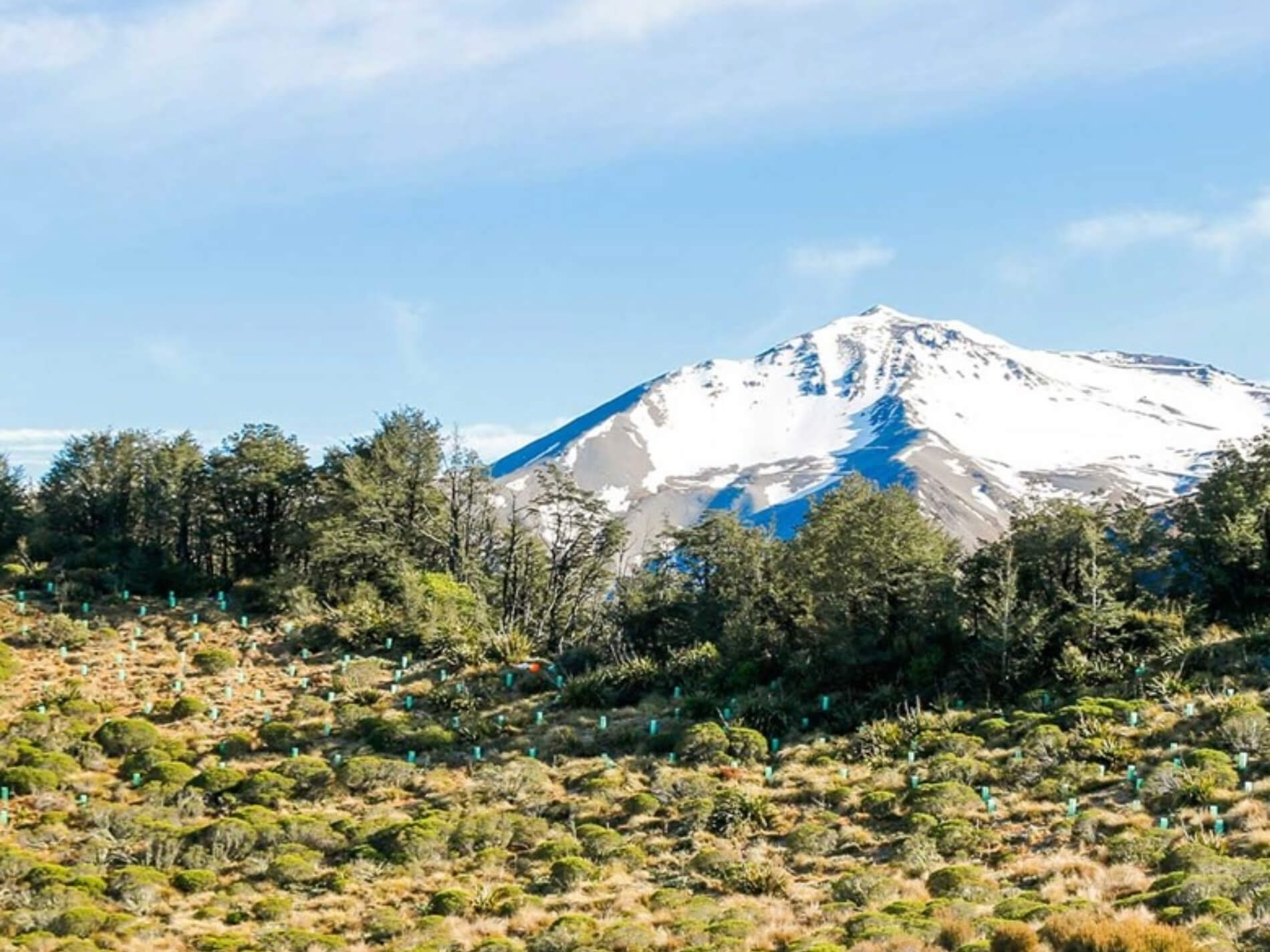 Snow-capped mountain behind a forest and a hillside with small plants.